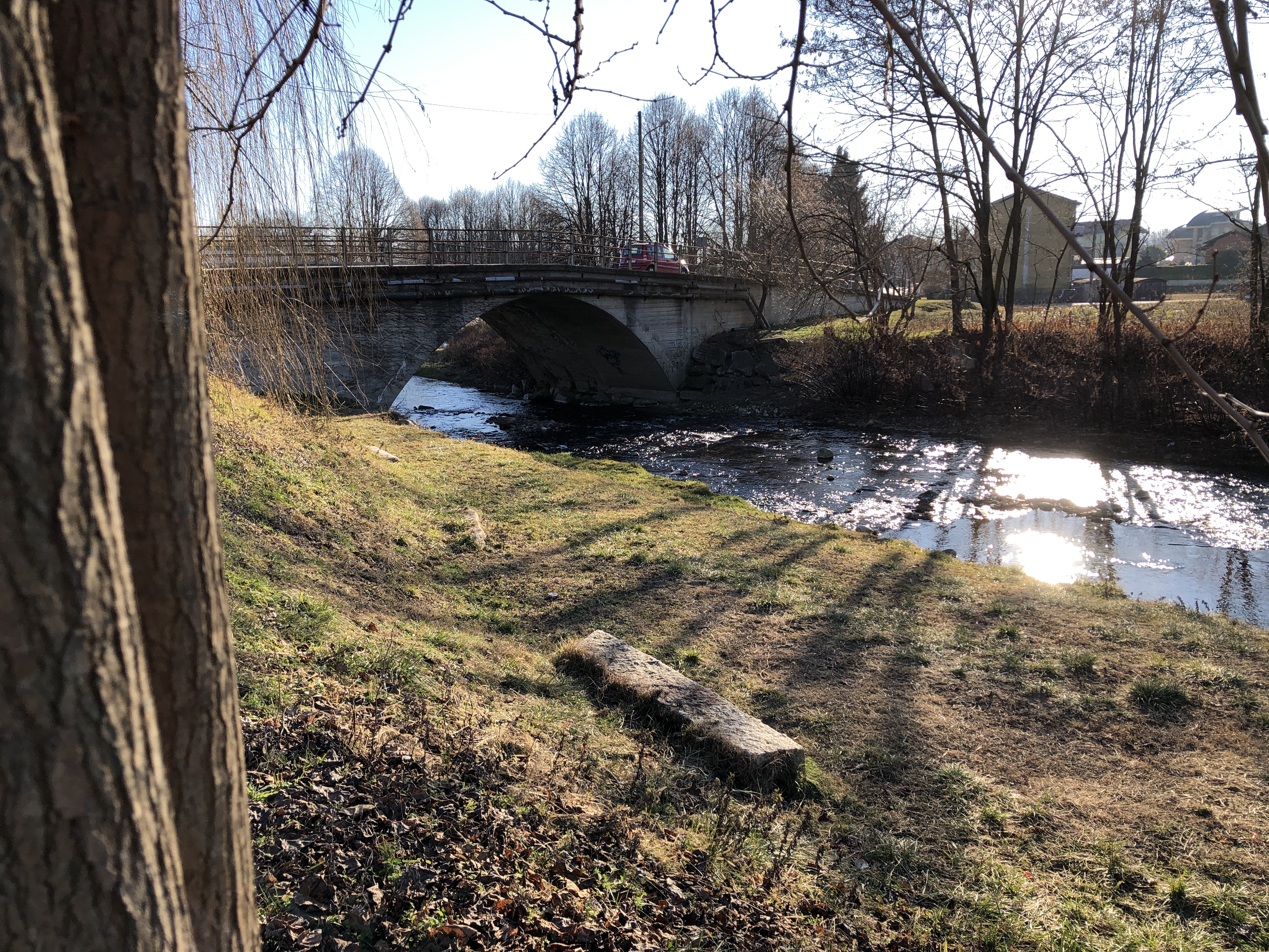 Riva del fiume Agogna - natura